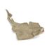 CollectA Angel Shark