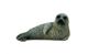 CollectA Spotted Seal Pup