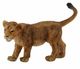 CollectA Lion Cub Walking